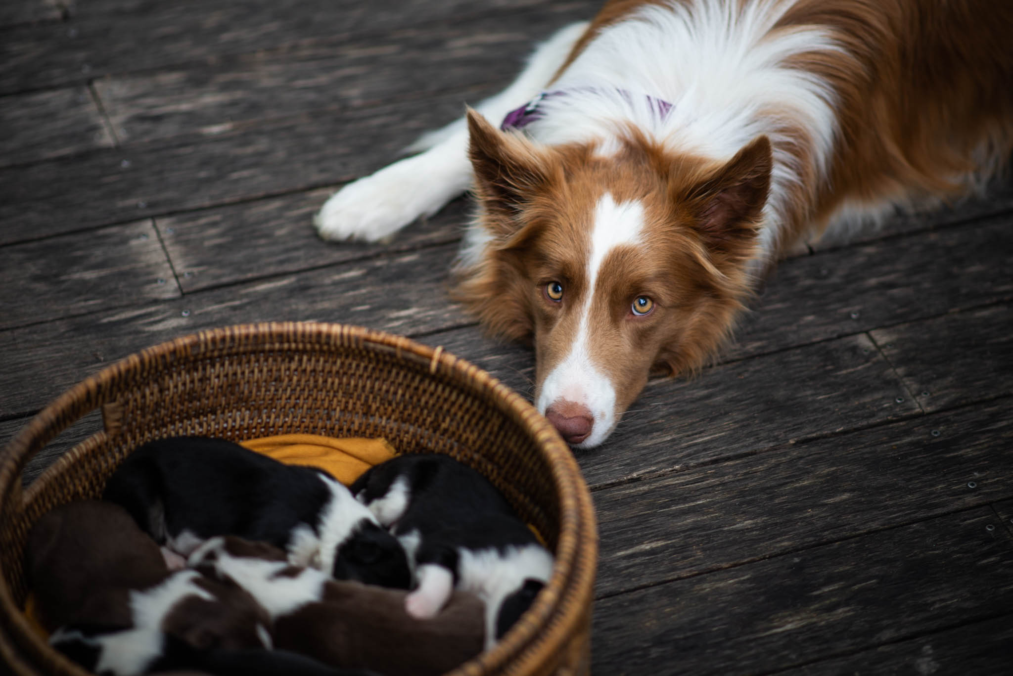 Border collie puppy socialization checklist